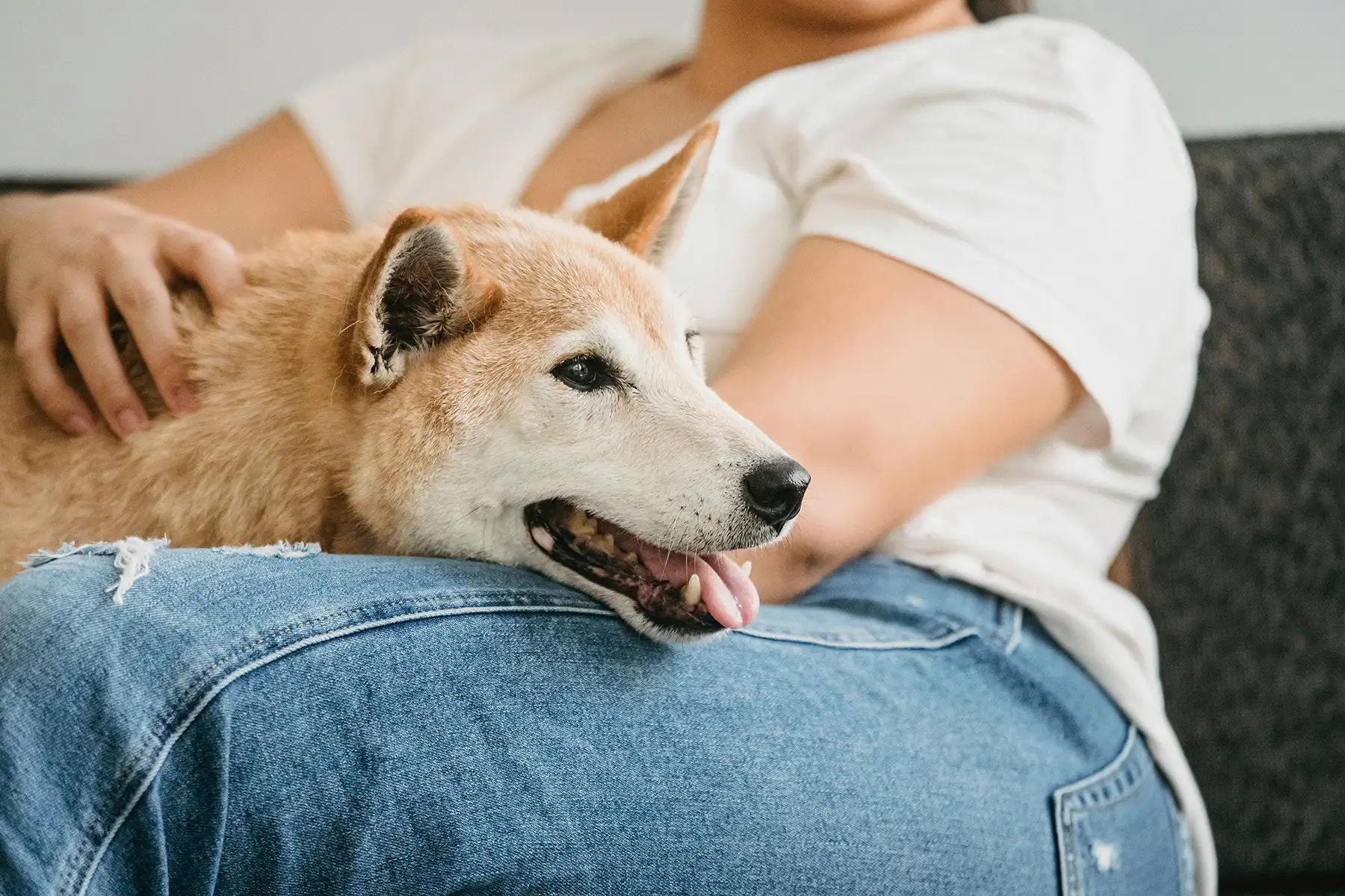 Pet-Friendly Living